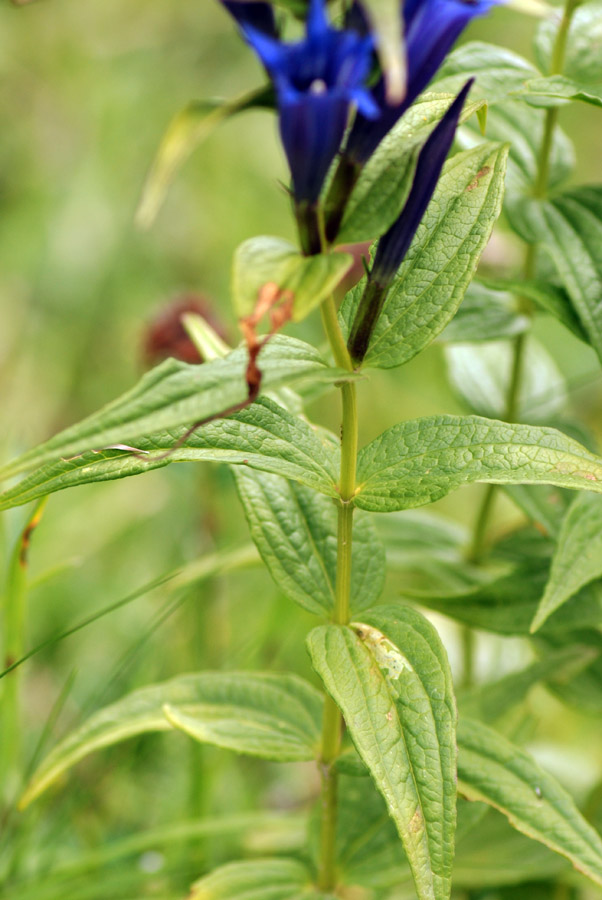 Gentiana asclepiadea / Genziana d''Esculapio
